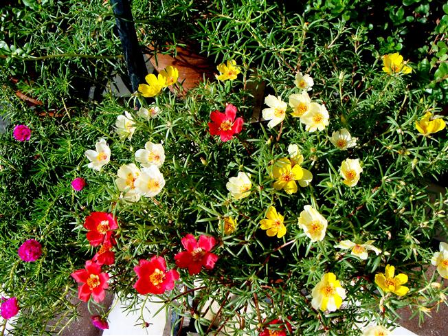 Portulaca grandiflora